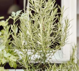 Pick a few rosemary branches for a simple and beautiful kitchen accent