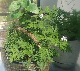 Let's Grow An Herb Garden In a Basket