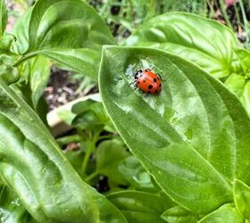 el mayor valor que las mariquitas aportan a su jardn, el mayor valor que las mariquitas aportan a su jard n