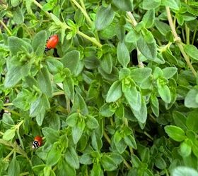 el mayor valor que las mariquitas aportan a su jardn, el mayor valor que las mariquitas aportan a su jard n