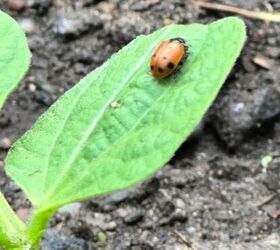 el mayor valor que las mariquitas aportan a su jardn