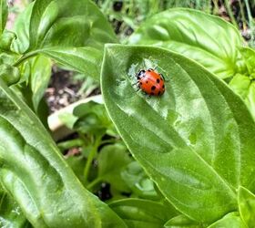 el mayor valor que las mariquitas aportan a su jardn