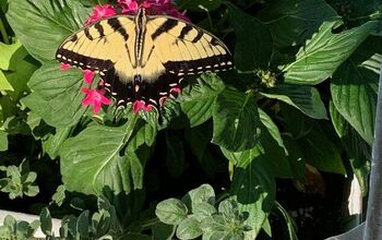 Cómo criar mariposas de cola bifurcada
