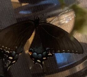 cra de orugas de cola de golondrina de spicebush, Mariposa cola de golondrina dentro de un mariposario de malla negra
