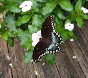 cra de orugas de cola de golondrina de spicebush, Mariposa de cola de golondrina descansando sobre una flor en una terraza de madera