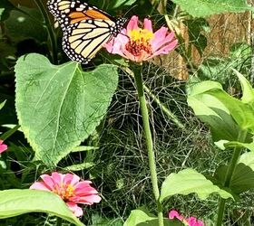cmo crear un jardn de mariposas en macetas, mariposa monarca en flor de cono