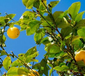 Cómo cultivar un limonero a partir de semillas de limón