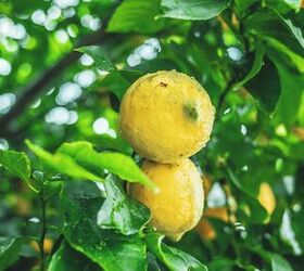 cmo cultivar un limonero a partir de semillas de limn, Cultivar un limonero a partir de semillas