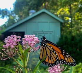 todo lo que debe saber sobre el algodoncillo cultivo beneficios y pero, Mariposa monarca sobre algodoncillo