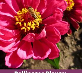 A honeybee sits on the middle of a deep pink zinnia the text reads pollinator plants attract pollinators to your garden joyusgarden com