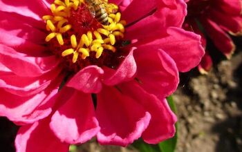 Pollinator Plants: Attracting Pollinators to Your Garden
