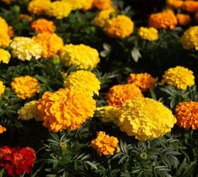 Many marigold plants with yellow orange flowers
