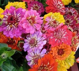 An array of vibrant zinnia flowers in many colors