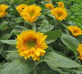 Tall yellow sunflowers growing in a field