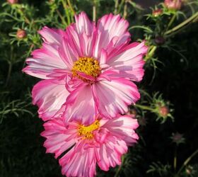 Close up of white pink cosmos flowers