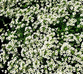 Close up of a mass of white alyssum flowers