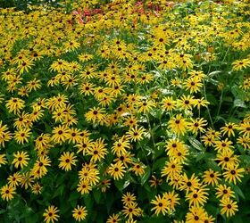 A mass planting of yellow black eyed susan flowers in full bloom