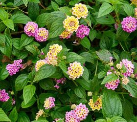 Close up of view of a lantana shrub with yellow lavender pink flowers