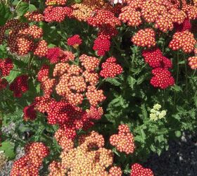 Close up of red pale yellow yarrow flowers growing in a garden