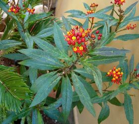 close up of the red yellow flowers of a butterfly weed