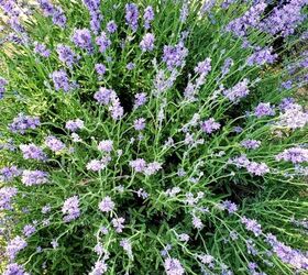 Looking down on a lavender plant with many flowers