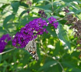 pollinator plants how to attract pollinators to your garden