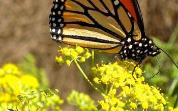 Create a Pollinator Garden With These Easy Steps