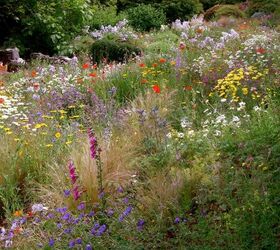 create a pollinator garden with these easy steps, Pollinators would thrive in this wild garden