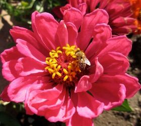 create a pollinator garden with these easy steps, Annuals attract pollinators too A honey bee is enjoying this zinnia