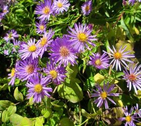 create a pollinator garden with these easy steps, Aster