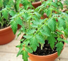 An Essential Guide on How to Grow Tomatoes in Pots