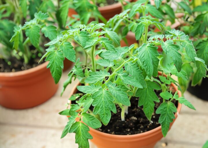 how to grow tomatoes in pots