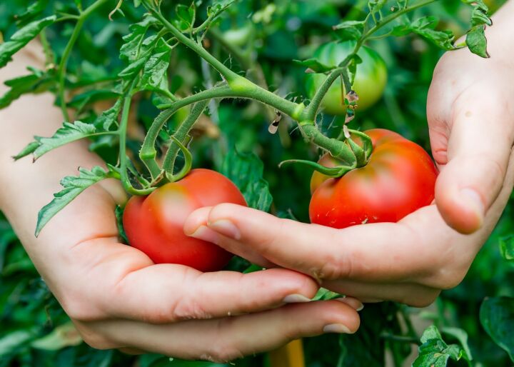 how to grow tomatoes in pots