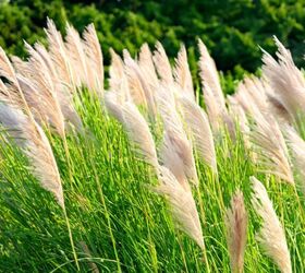how to care for pampas grass