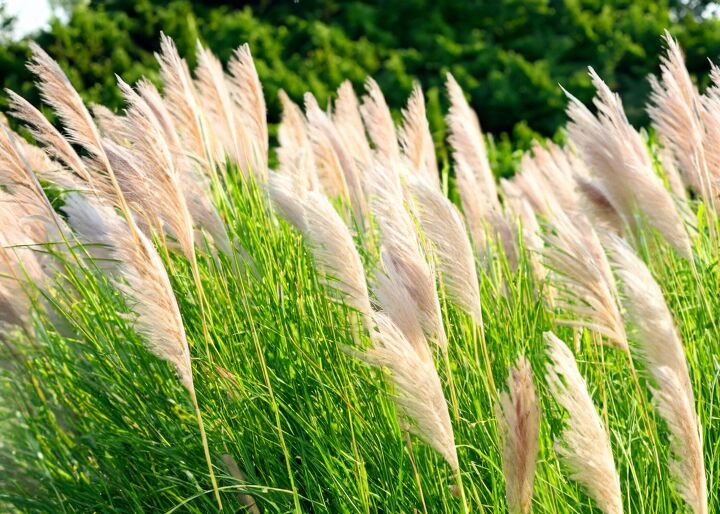 how to care for pampas grass