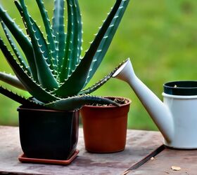 The Essential Guide to Aloe Vera Plant Care