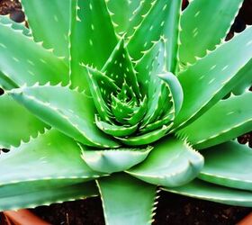 how to care for aloe vera plants