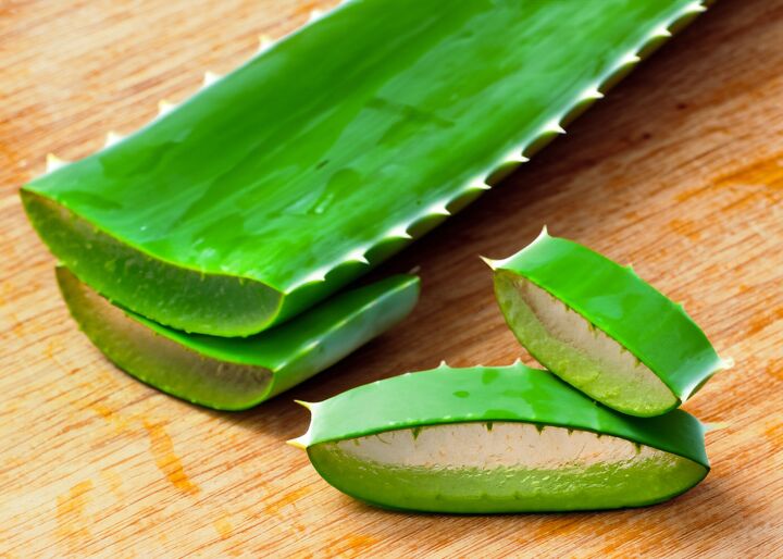 how to care for aloe vera plants