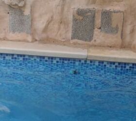 Why am I getting black mold in my pool?