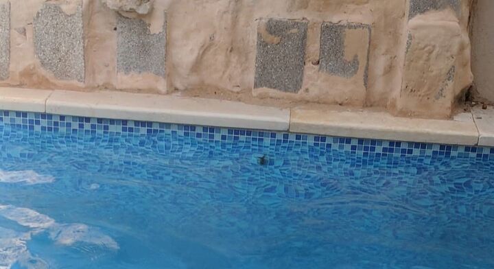 why am i getting black mold in my pool