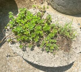 consejos para un bonito jardn de suculentas