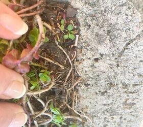 consejos para un bonito jardn de suculentas