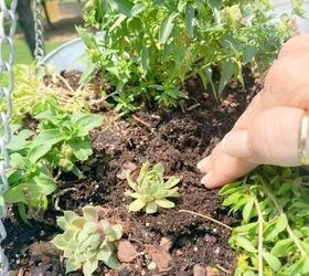 consejos para un bonito jardn de suculentas