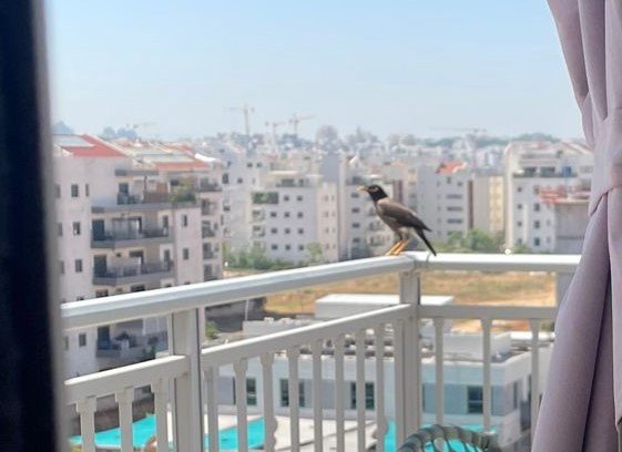 How to keep birds off deck railing? | Hometalk