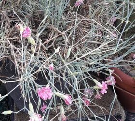 FAB TRICK- Flores de clavel rosa. Ya no se caen mientras están expuestas