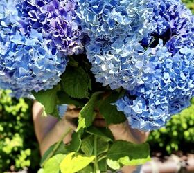 arreglos con hortensias cmo hacerlos fcil y rpidamente, Una mujer sostiene un ramo muy grande de hortensias azules