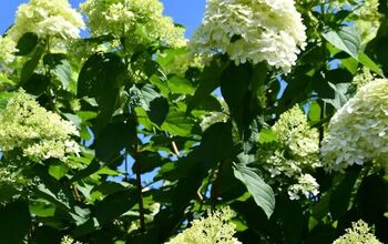 When Bad Things Happen to Good Hydrangeas and How to Save Them