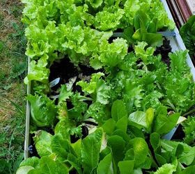 6 pasos para construir un patio trasero homestead, Lechuga cultivada en nuestro patio trasero