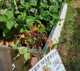 6 pasos para construir un patio trasero homestead, Fresas despu s de ser trasladado a la cama m s grande jard n