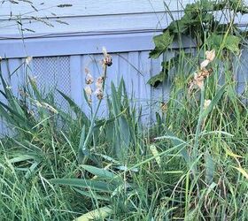 iris superpoblados cmo plantar bulbos de iris, Las plantas de iris superpobladas necesitan ser desenterradas y replantadas